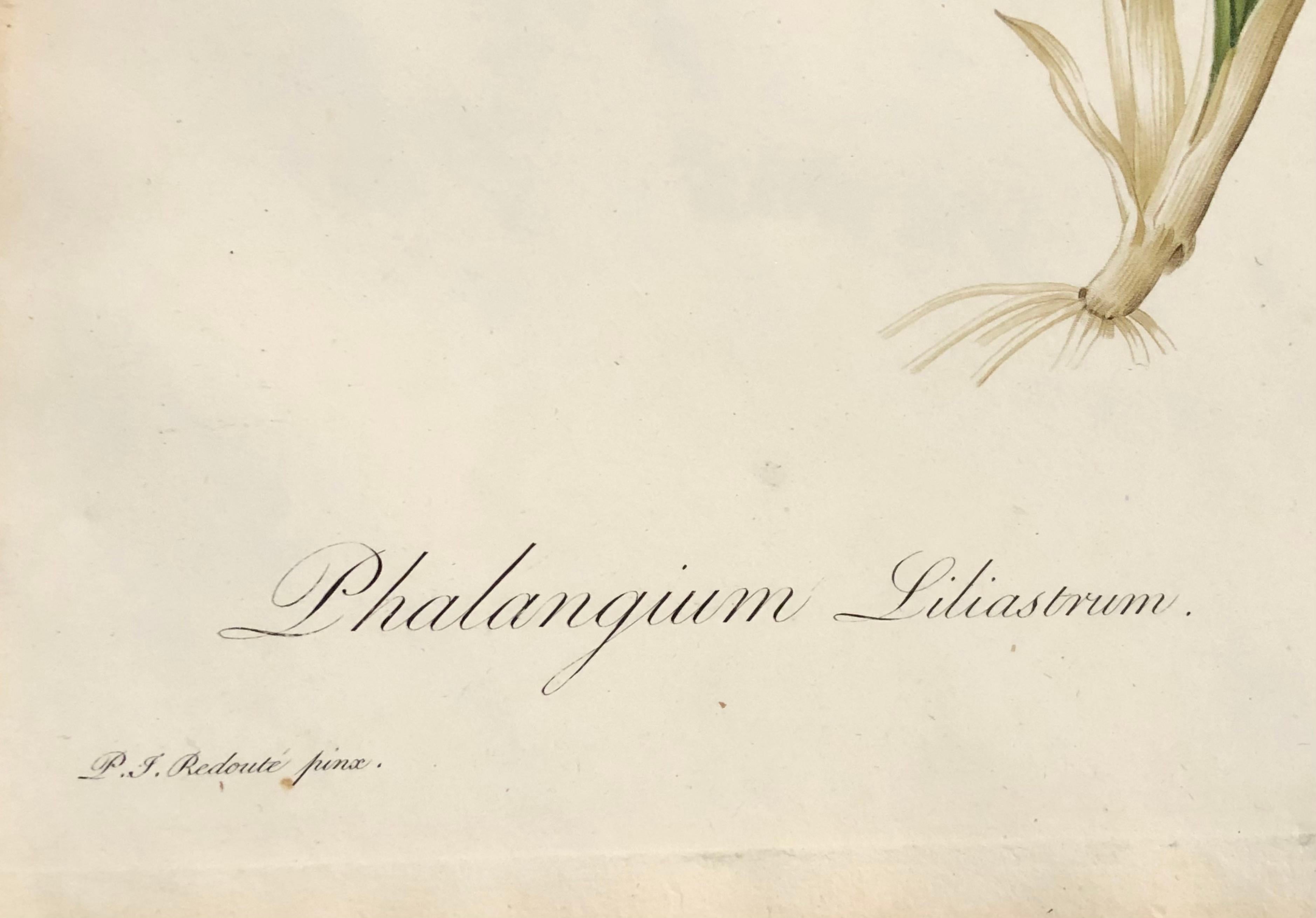 Phalangium Liliastrum Hand Painted Colored Engraving Signed P.J. Redoute For Sale 6