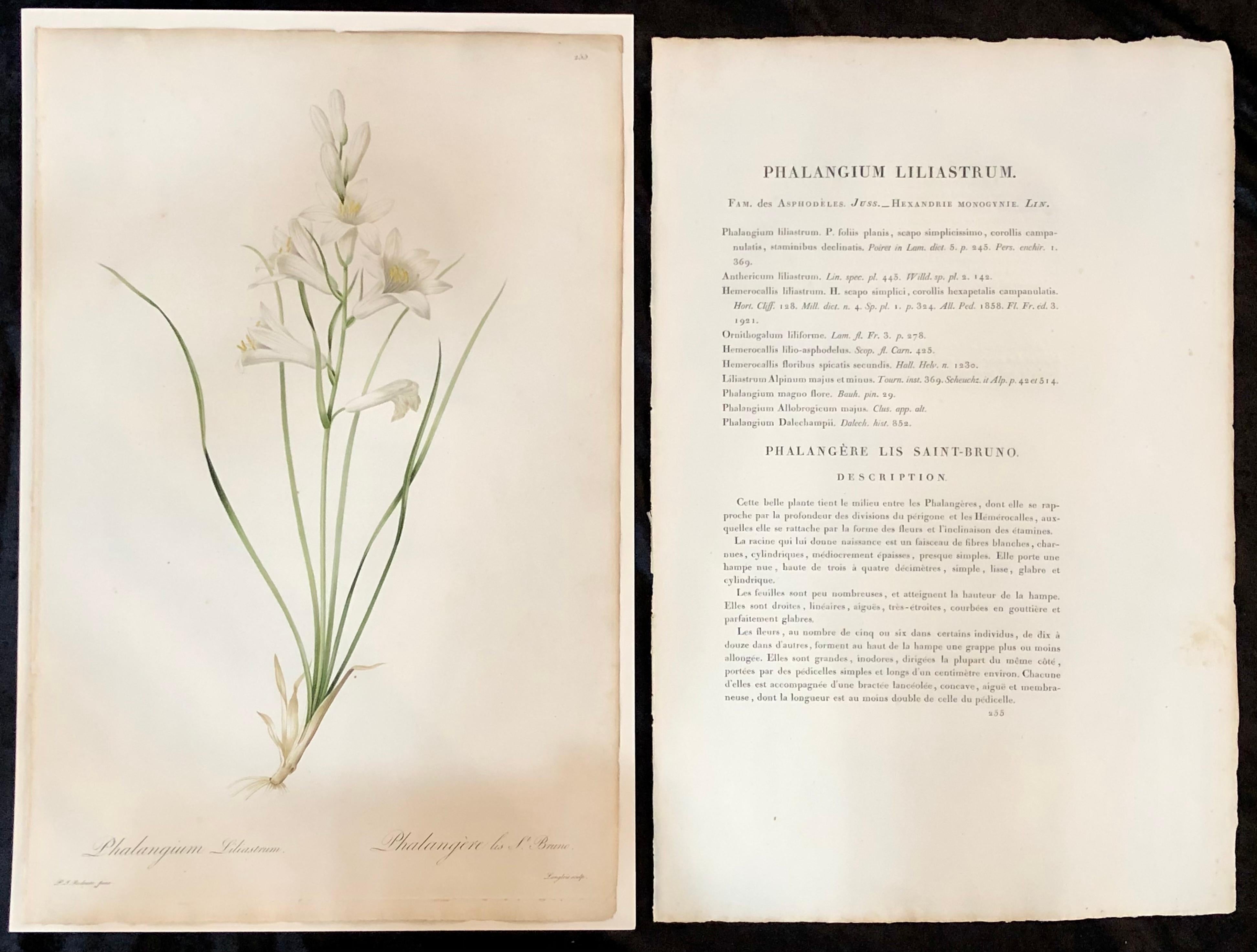 Phalangium Liliastrum hand painted colored engraving signed & Numbered P.J. Redoute. One of a set of large and impressive well painted set of nine floral works each having history and literature on reverse. 

The highest peak of Redoute's artistic