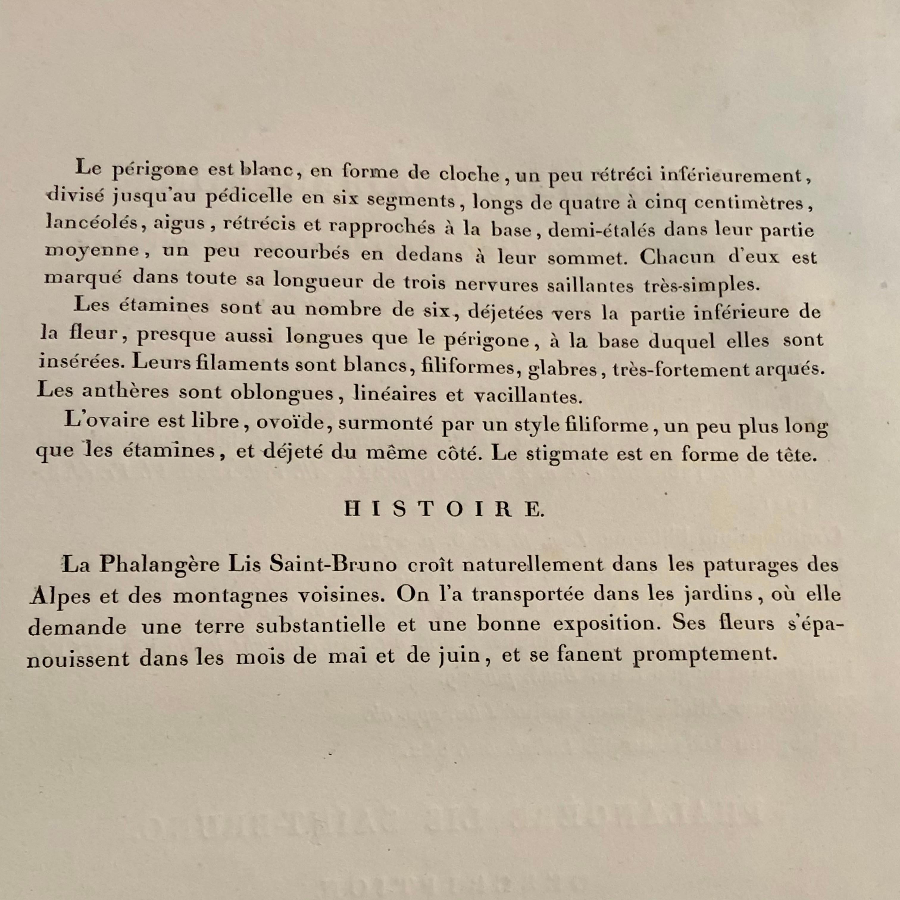 Francese Phalangium Liliastrum Incisione colorata dipinta a mano firmata P & A. Redoute in vendita