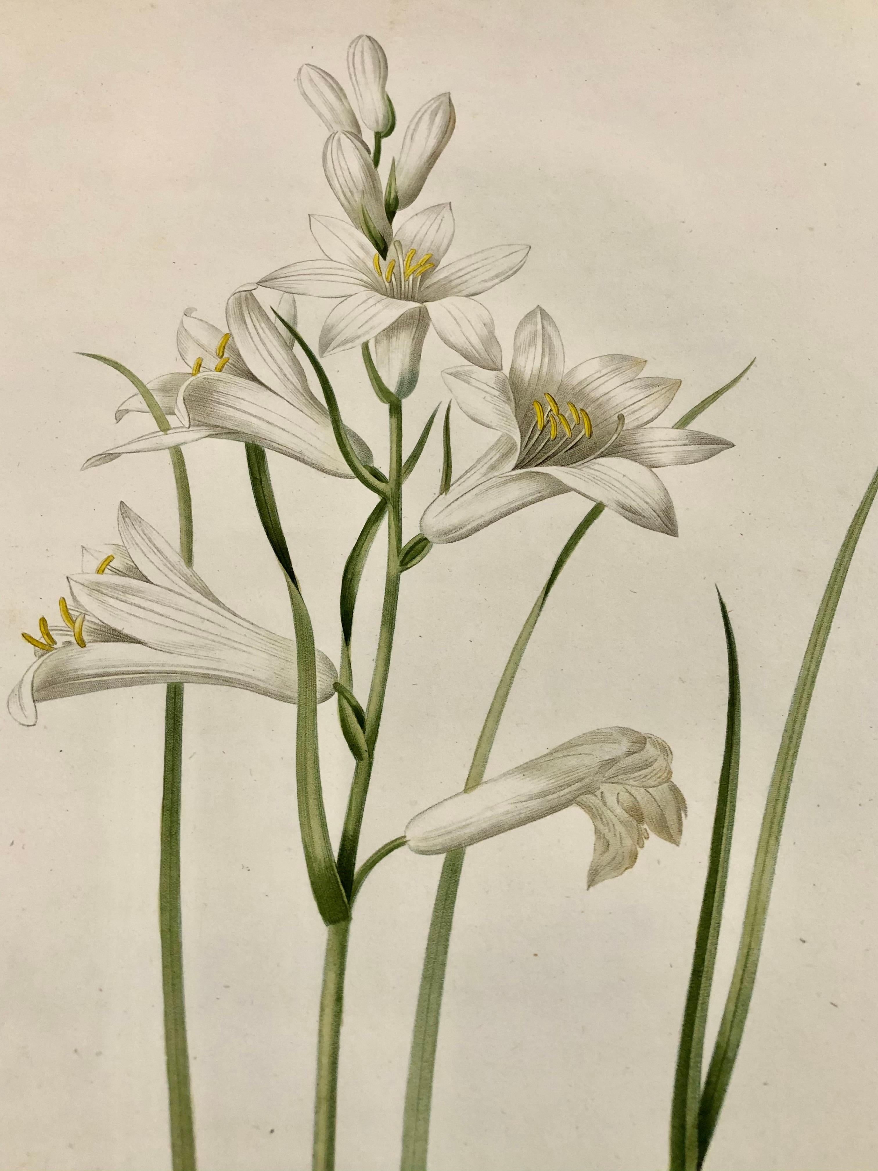 19th Century Phalangium Liliastrum Hand Painted Colored Engraving Signed P.J. Redoute For Sale