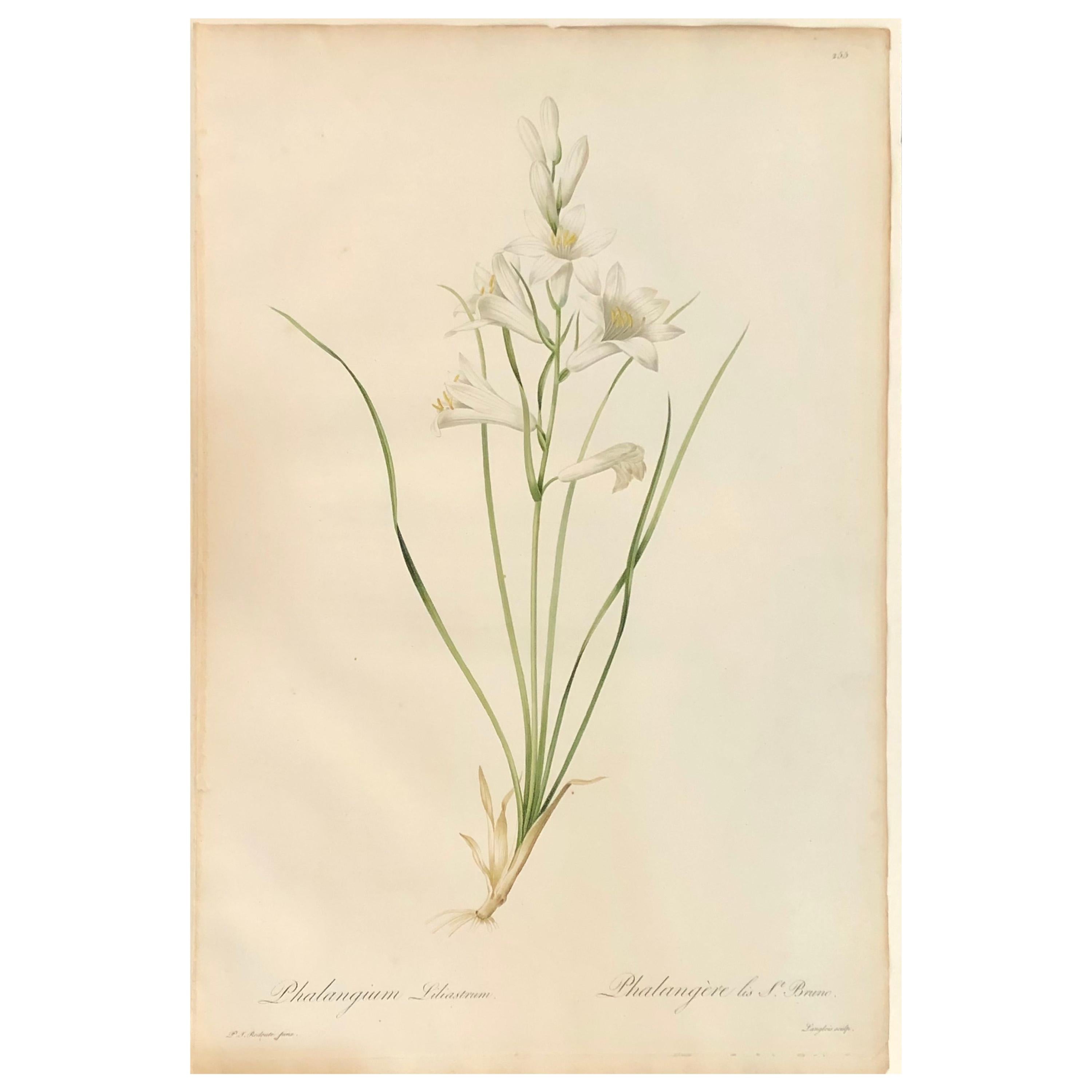 Phalangium Liliastrum Hand Painted Colored Engraving Signed P.J. Redoute For Sale
