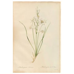 Phalangium Liliastrum Grabado coloreado pintado a mano Firmado P.J. Redoute