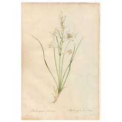 Phalangium Liliastrum Hand Painted Colored Engraving Signed P.J. Redoute