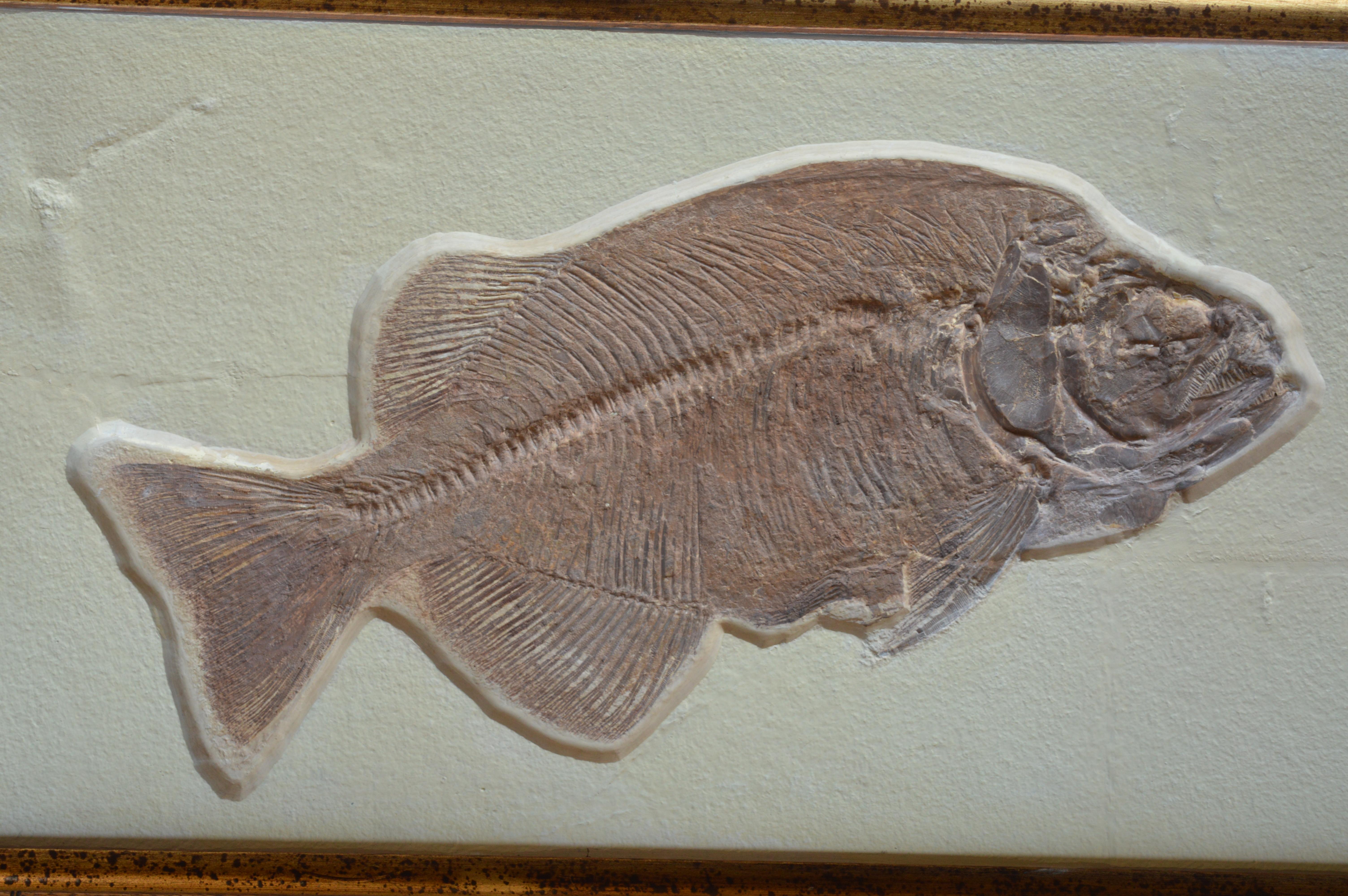 Other Phareodus Fish Fossil from Eocene Era on Limestone