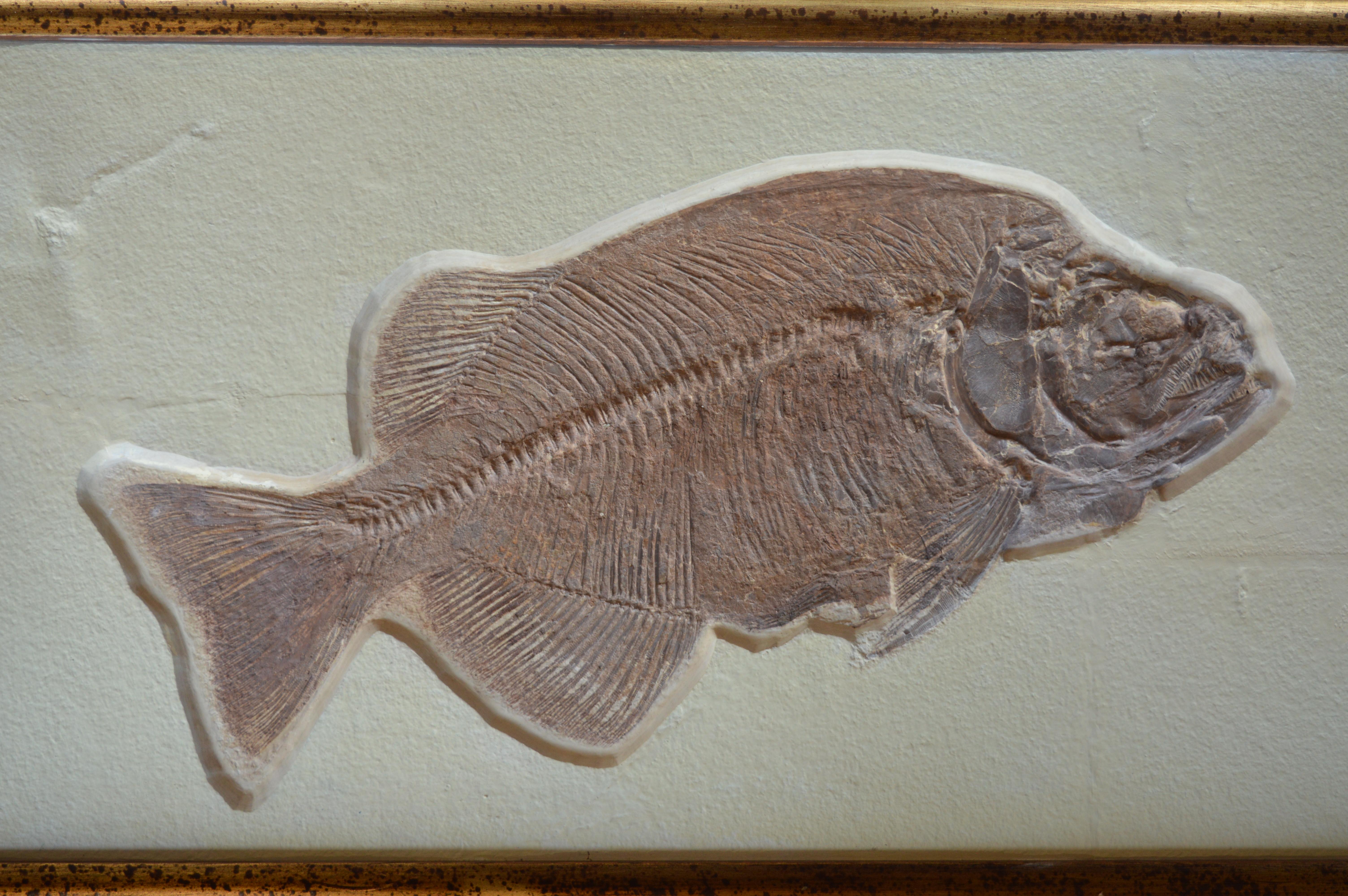 American Phareodus Fish Fossil from Eocene Era on Limestone