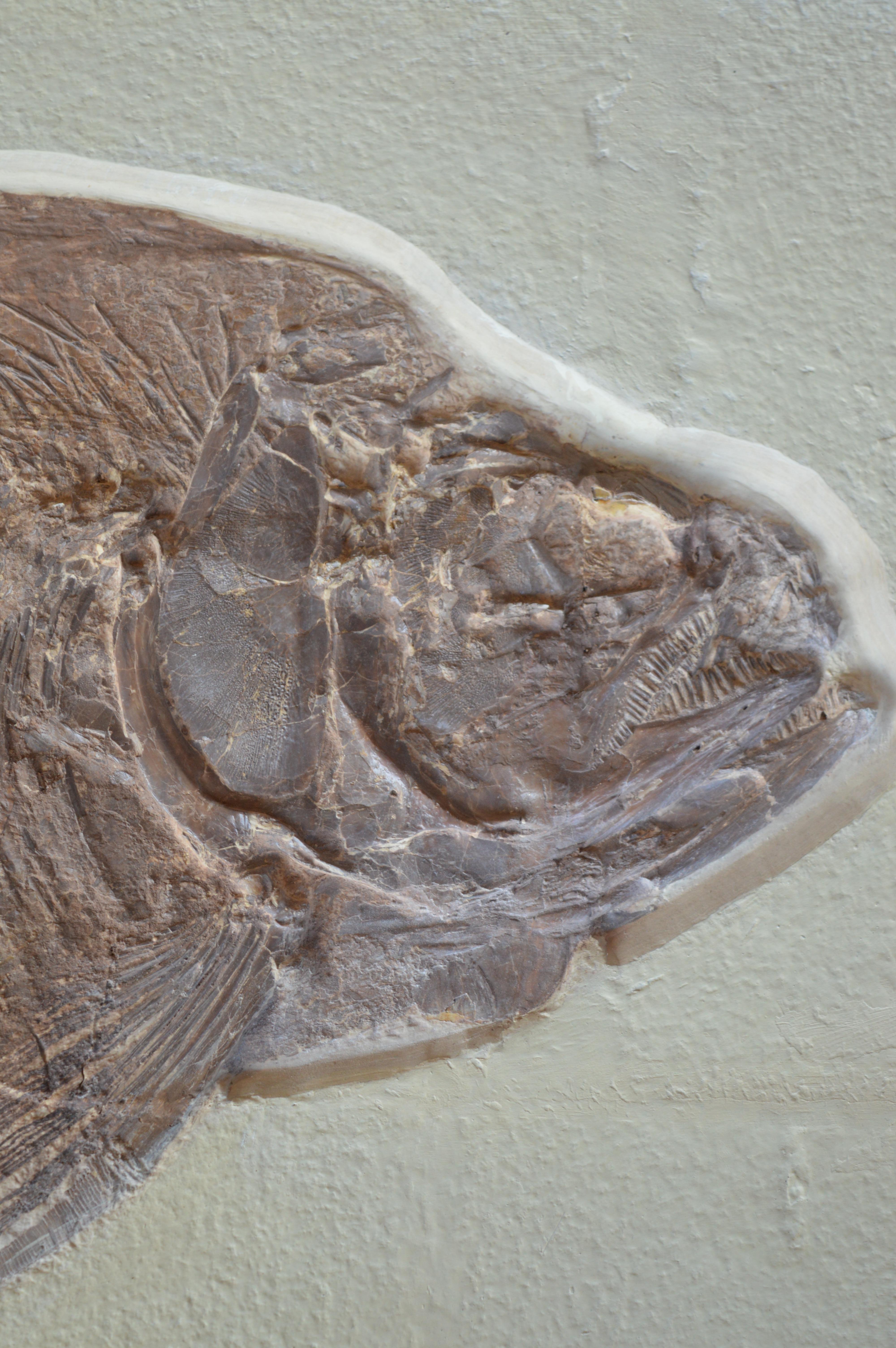 Phareodus Fish Fossil from Eocene Era on Limestone In Good Condition In Los Angeles, CA