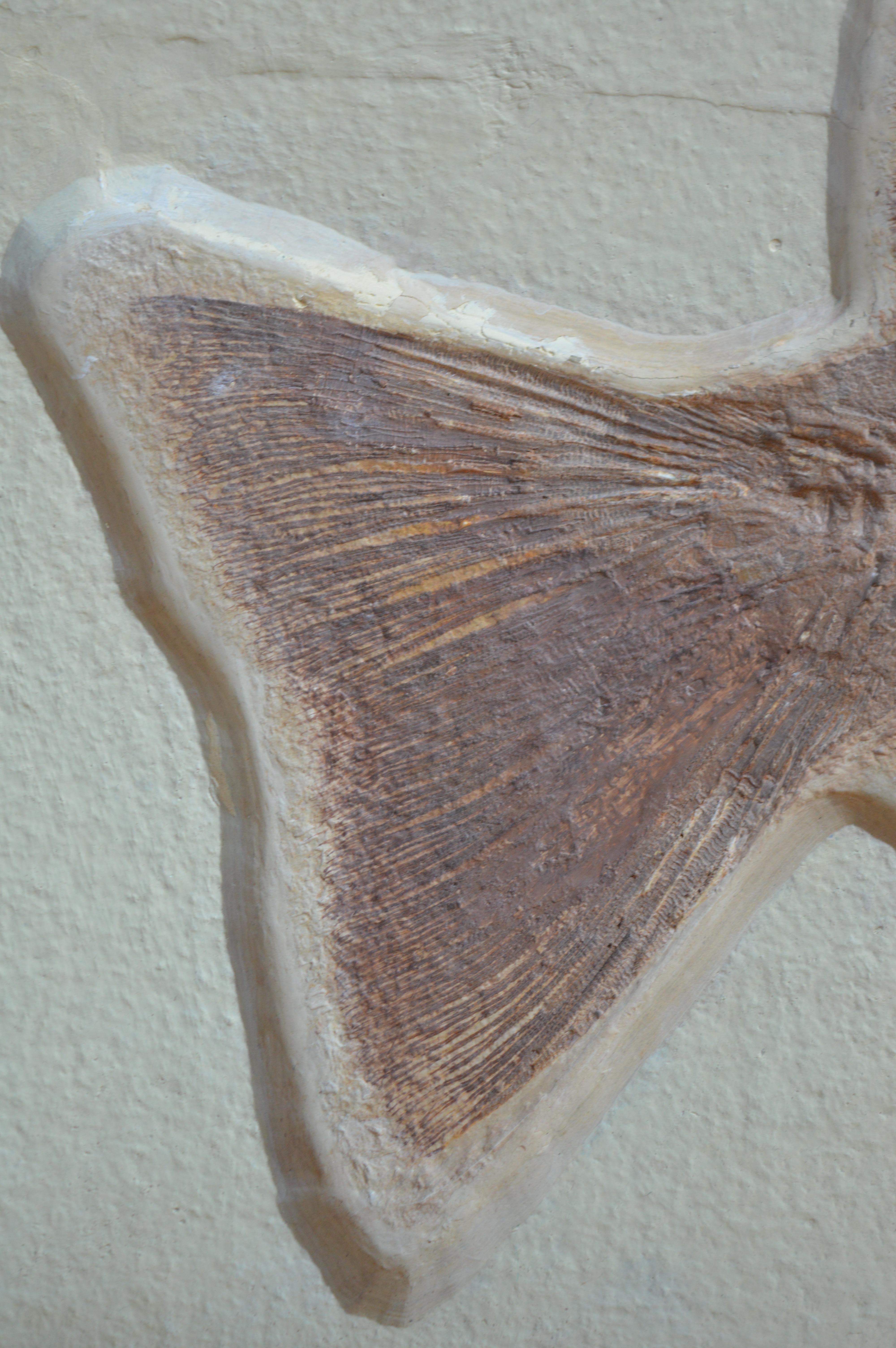18th Century and Earlier Phareodus Fish Fossil from Eocene Era on Limestone