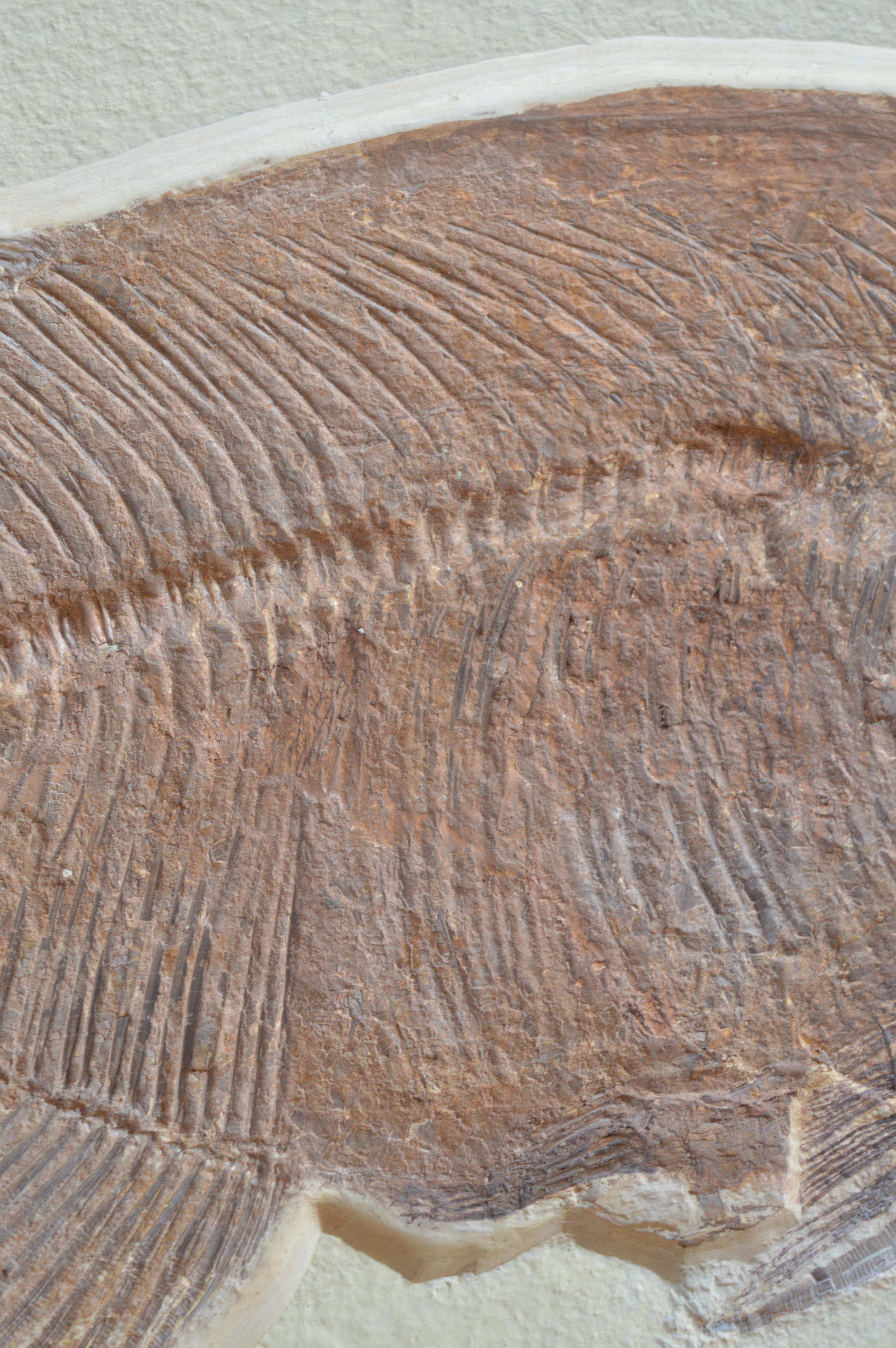 Phareodus Fish Fossil from Eocene Era on Limestone 1
