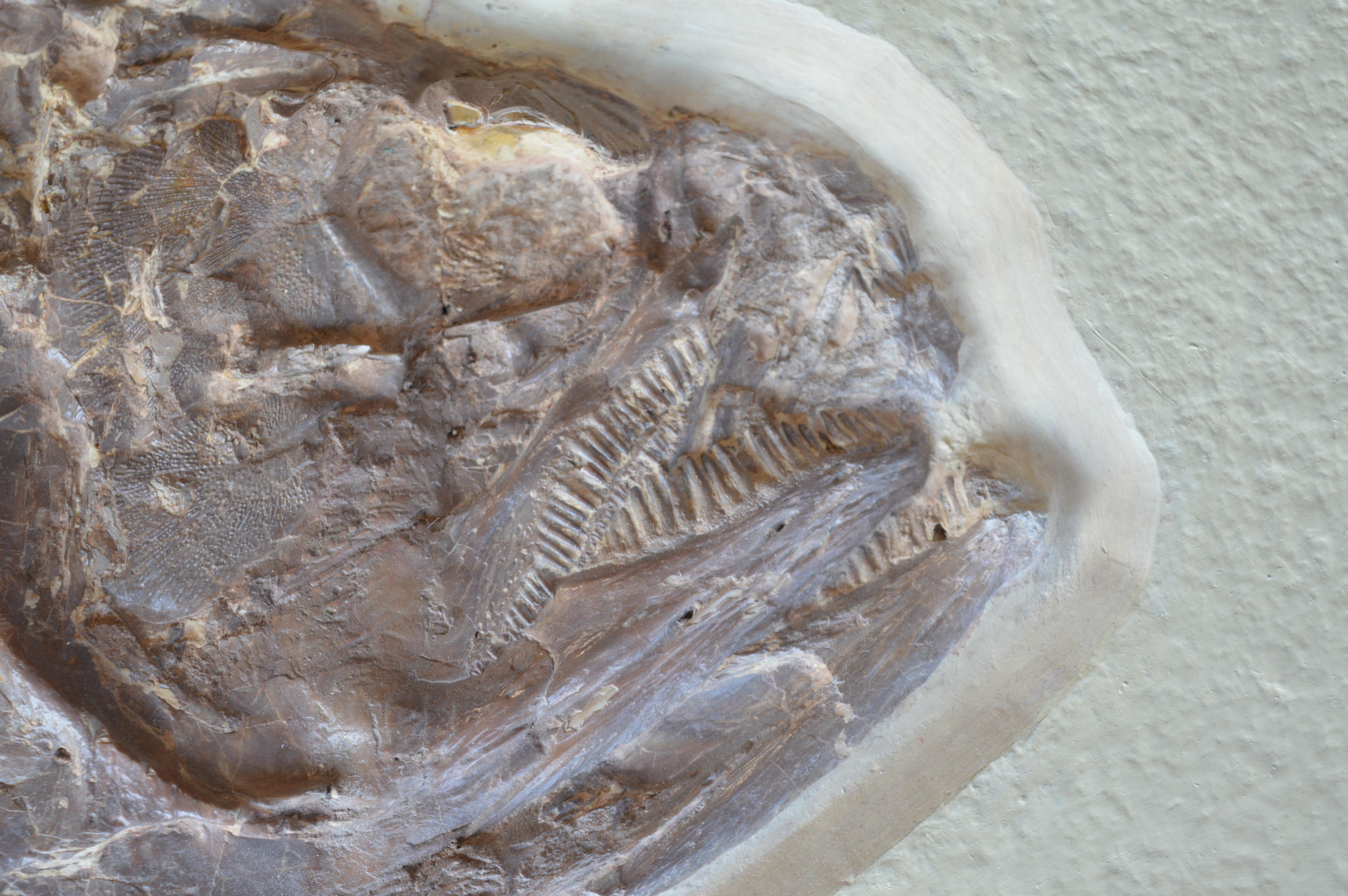 Phareodus Fish Fossil from Eocene Era on Limestone 2