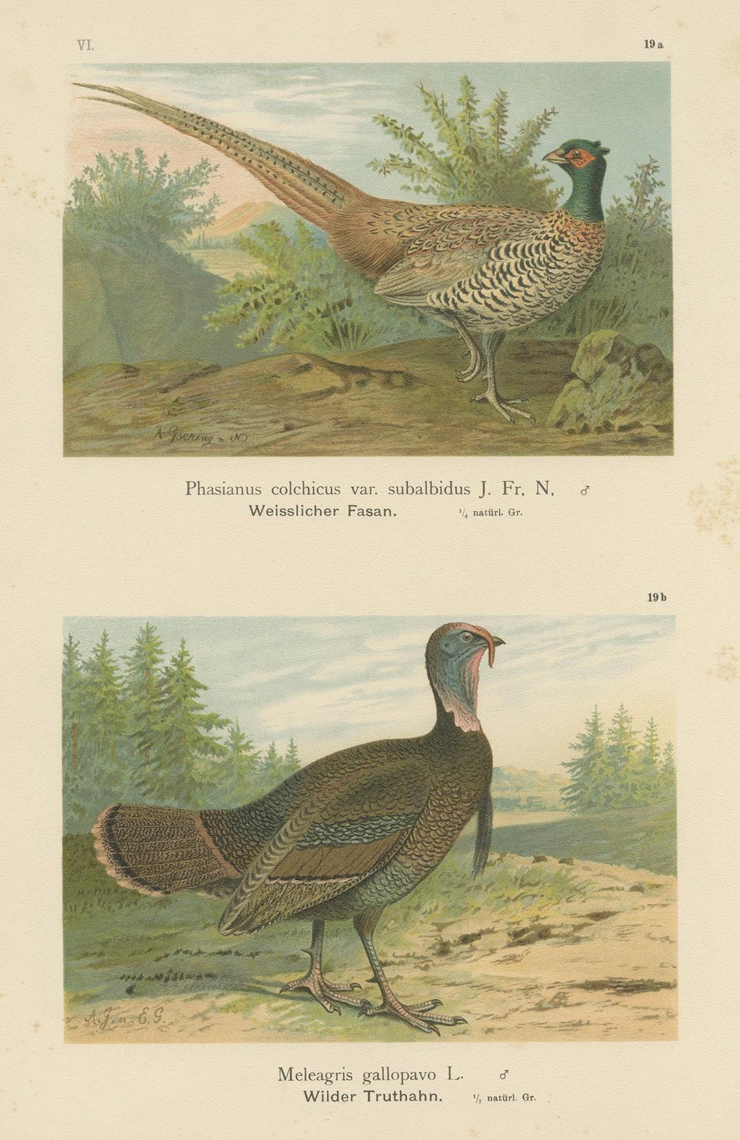 Pheasant and Wild Turkey, Antique Chromolithograph Game Birds c.1900

This vibrant antique chromolithograph features two striking game birds: the pale variant of the Common Pheasant (*Phasianus colchicus var. subalbidus*) and the Wild Turkey