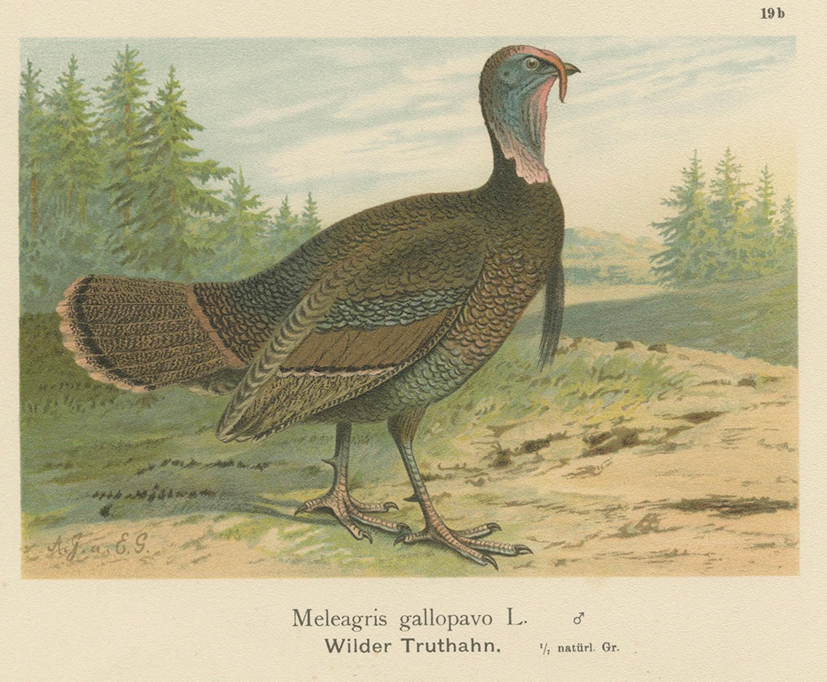 Pheasant and Wild Turkey, Antique Chromolithograph Game Birds c.1895 In Good Condition For Sale In Langweer, NL