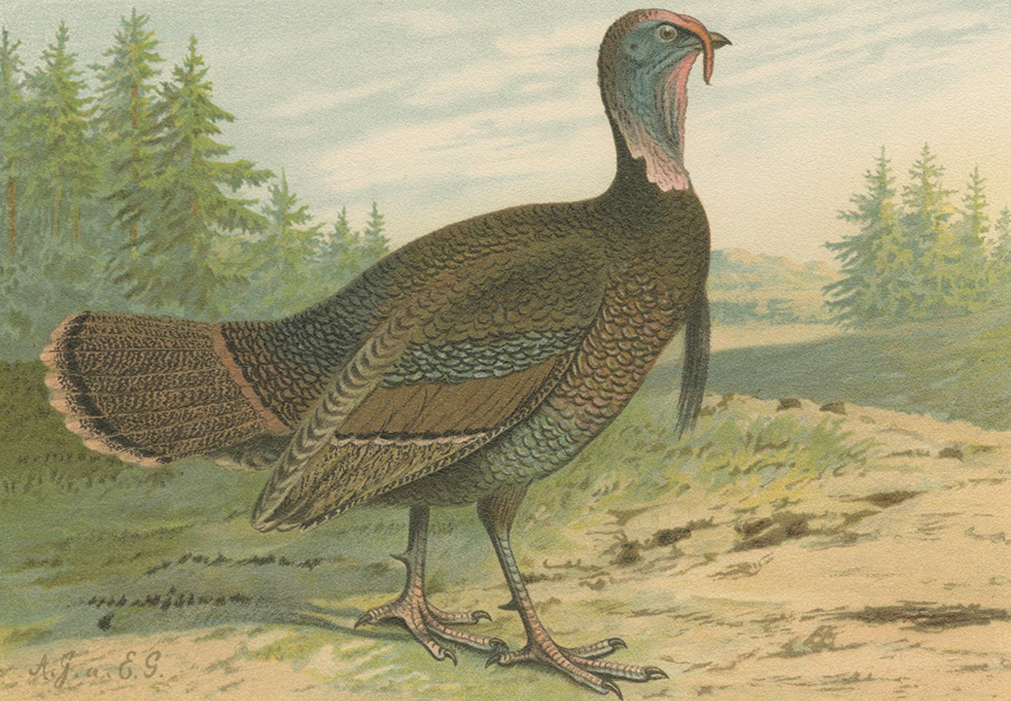 19th Century Pheasant and Wild Turkey, Antique Chromolithograph Game Birds c.1895 For Sale