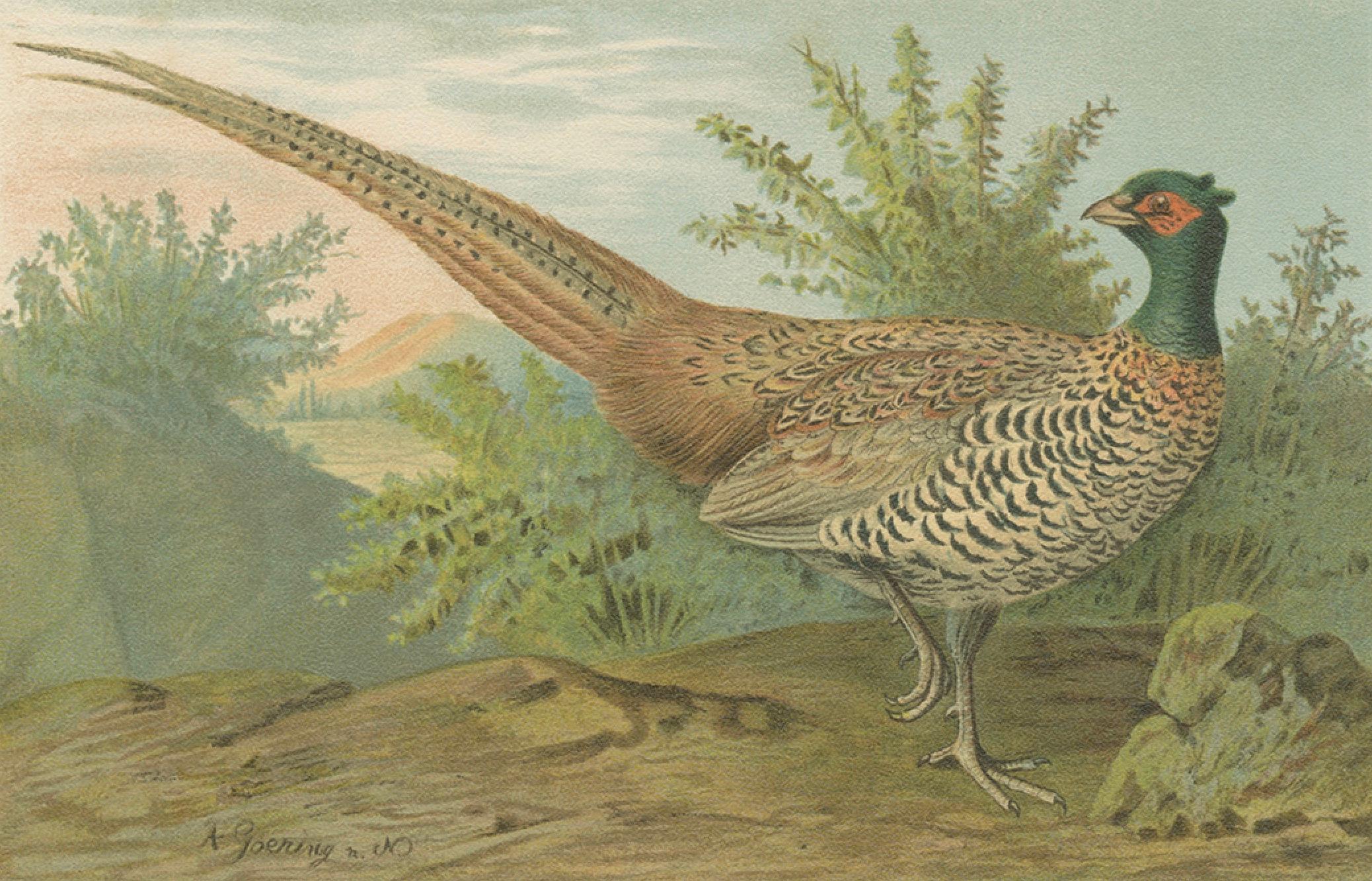 Paper Pheasant and Wild Turkey, Antique Chromolithograph Game Birds c.1895 For Sale