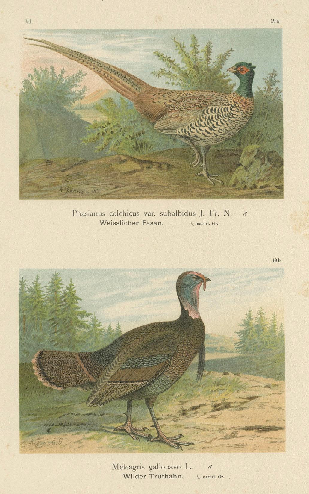 Pheasant and Wild Turkey, Antique Chromolithograph Game Birds c.1895 For Sale 1