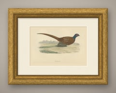 Pheasant in an Open Field with Trees, Hand Colored Game Bird Print, 1896