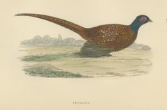 Pheasant in an Open Field with Trees, Hand Colored Game Bird Print, 1896
