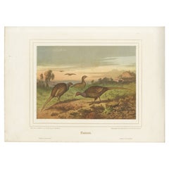 Antique Pheasants in Natural Habitat: A 19th Century Lithograph by Rohlfs and Riefstahl