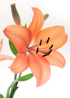 A Study in Coral and Green Large Modern Floral Botanical Oil by Phil Courtney