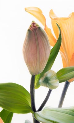 At First Light Modern Floral Botanical Oil on Canvas Still Life by Phil Courtney