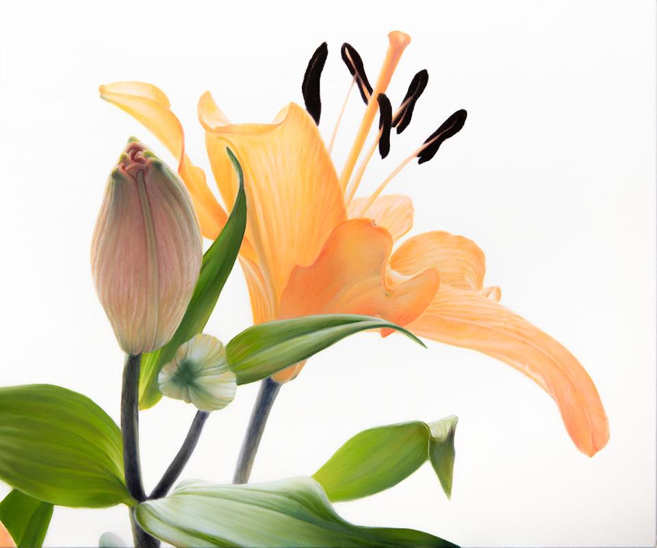 At First Light is a bold and uplifting oil on canvas by American artist Phil Courtney, capturing a fleeting moment of botanical beauty with striking clarity and emotional resonance. Rendered up close against a pristine white ground, the composition