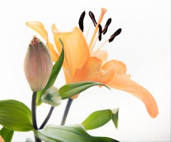 At First Light Modern Floral Botanical Oil on Canvas Still Life by Phil Courtney