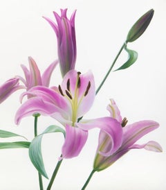 Lillies Unfurled Large Modern Floral Botanical Oil on Canvas by Phil Courtney