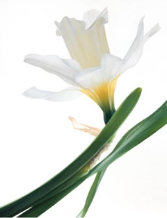 Where Light Rests Large Modern Oil on Canvas Floral Contemporary Still Life