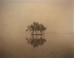 Asian Garden, Bonsai Like Trees Sepia Toned
