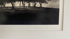 Windy Hill, Stand of Trees Sepia Toned