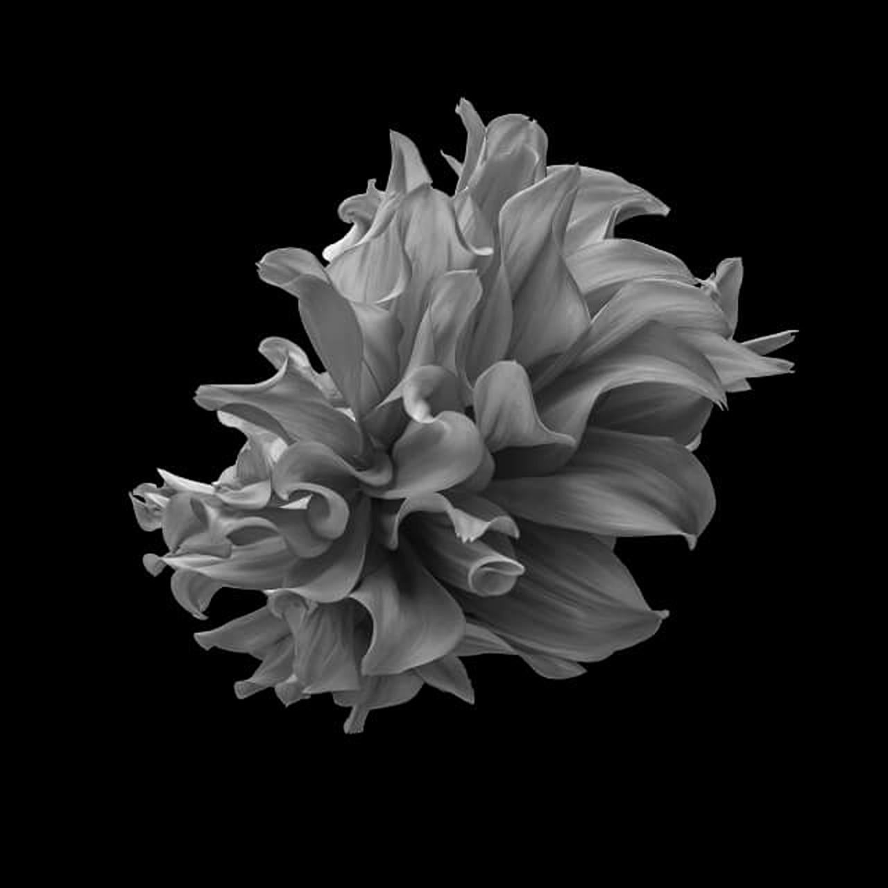 Dahlia noir #15 par Philip Gatward - Photographie en noir et blanc