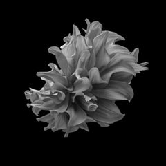 Black Dahlia #15 by Philip Gatward - Black and White Photography