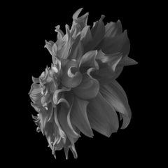 Black Dahlia #16 by Philip Gatward - Black and White Photography