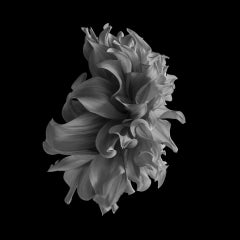 Black Dahlia #19 by Philip Gatward - Black and White Photography