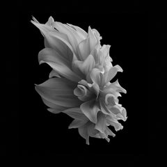 Black Dahlia #2 by Philip Gatward - Black and White Photography