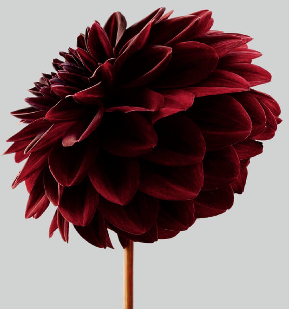 Color Photograph Philip Gatward - Dahlia 1, 2013 - Impression contemporaine à jet d'encre d'archives surdimensionnée à édition limitée.
