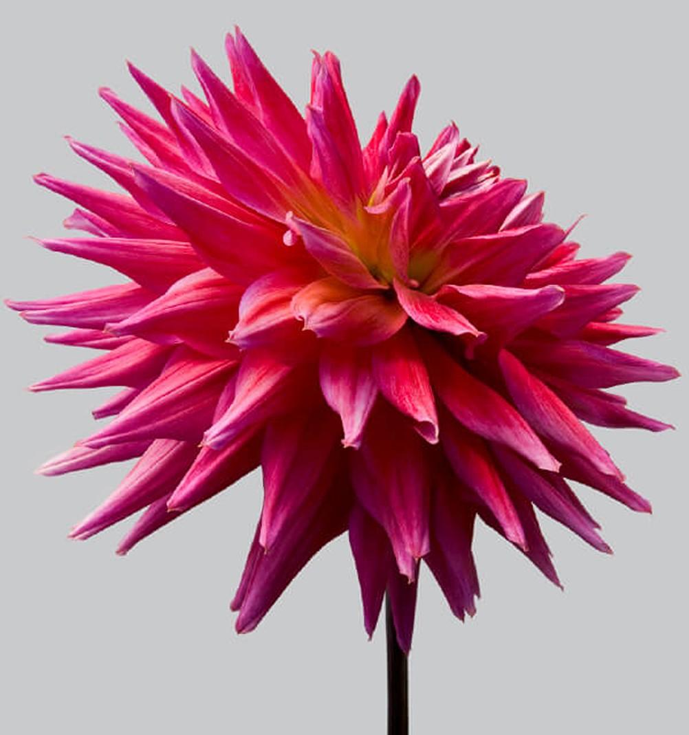 Philip Gatward Color Photograph – Dahlia 10, 2013 - Contemporary Limited Edition Archival Inkjet Print