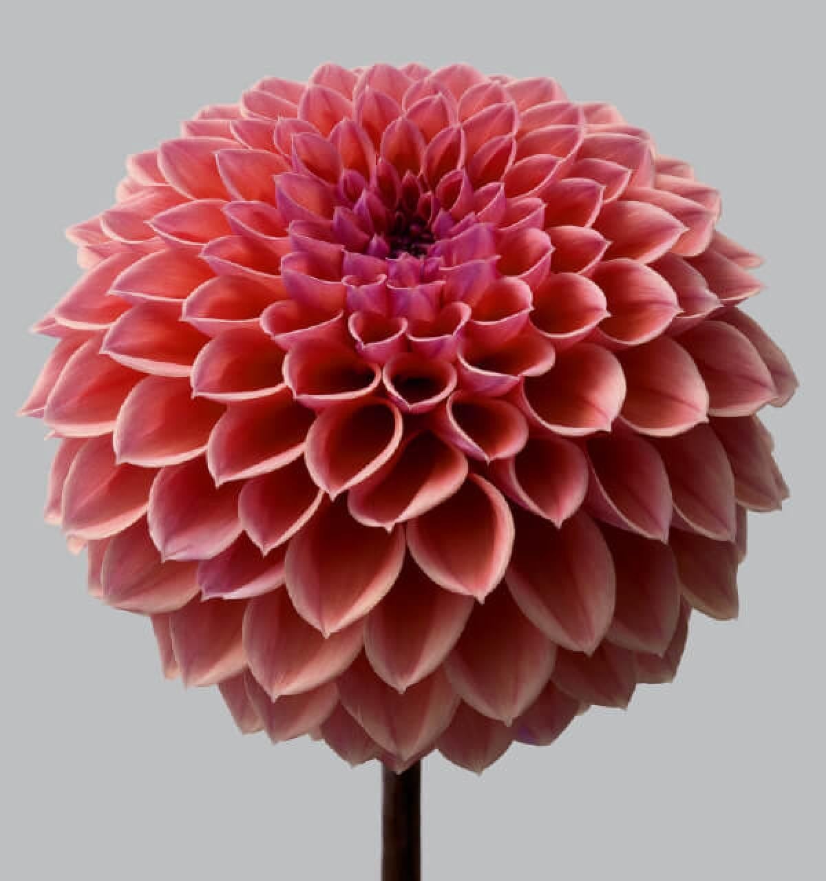 Color Photograph Philip Gatward - Dahlia 11, 2013 - Impression contemporaine à jet d'encre d'archives surdimensionnée à édition limitée.