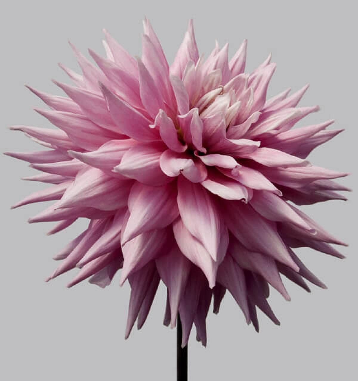 Color Photograph Philip Gatward - Dahlia 12, 2013 - Impression contemporaine à jet d'encre d'archives surdimensionnée à édition limitée.