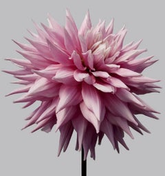 Dahlia 12, 2013 - Impression contemporaine à jet d'encre d'archives surdimensionnée à édition limitée.