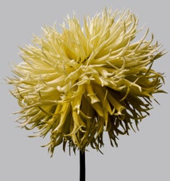 Dahlia 15, 2013 - Contemporary Limited Edition Archival Inkjet Print, Oversize