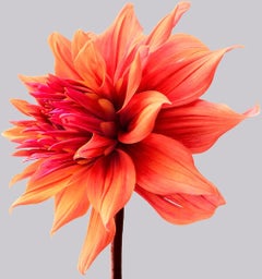 Dahlia 2, 2013 - Impression contemporaine à jet d'encre d'archives en édition limitée.