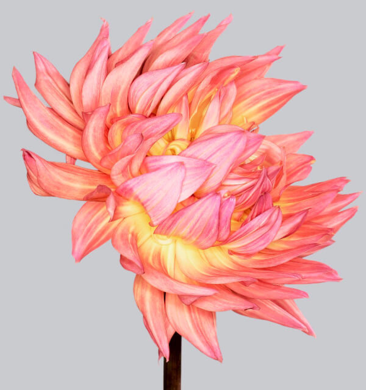 Color Photograph Philip Gatward - Dahlia 4, 2013 - Impression contemporaine à jet d'encre d'archives surdimensionnée à édition limitée.