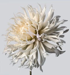 Dahlia 5, 2013 - Contemporary Limited Edition Archival Inkjet Print