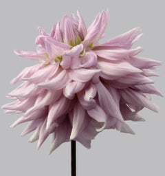 Dahlia 9, 2013 - Contemporary Limited Edition Oversize Archival Inkjet Print