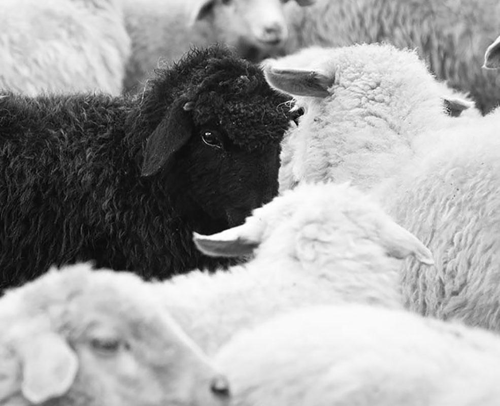Schwarze Schafe und Uhr 2 (2/10) – Photograph von Philip Holsinger