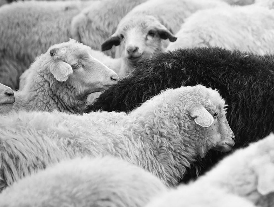 Schwarze Schafe und Uhr 2 (2/10) (Zeitgenössisch), Photograph, von Philip Holsinger