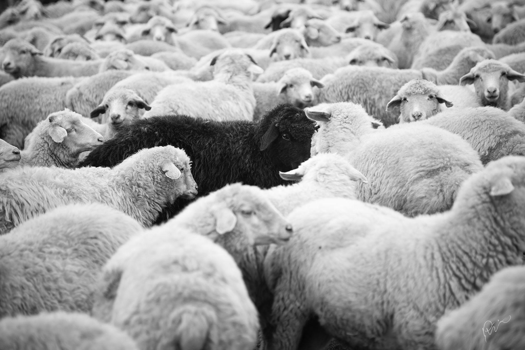 Philip Holsinger Figurative Photograph - Black Sheep and Flock 2 (2/10)