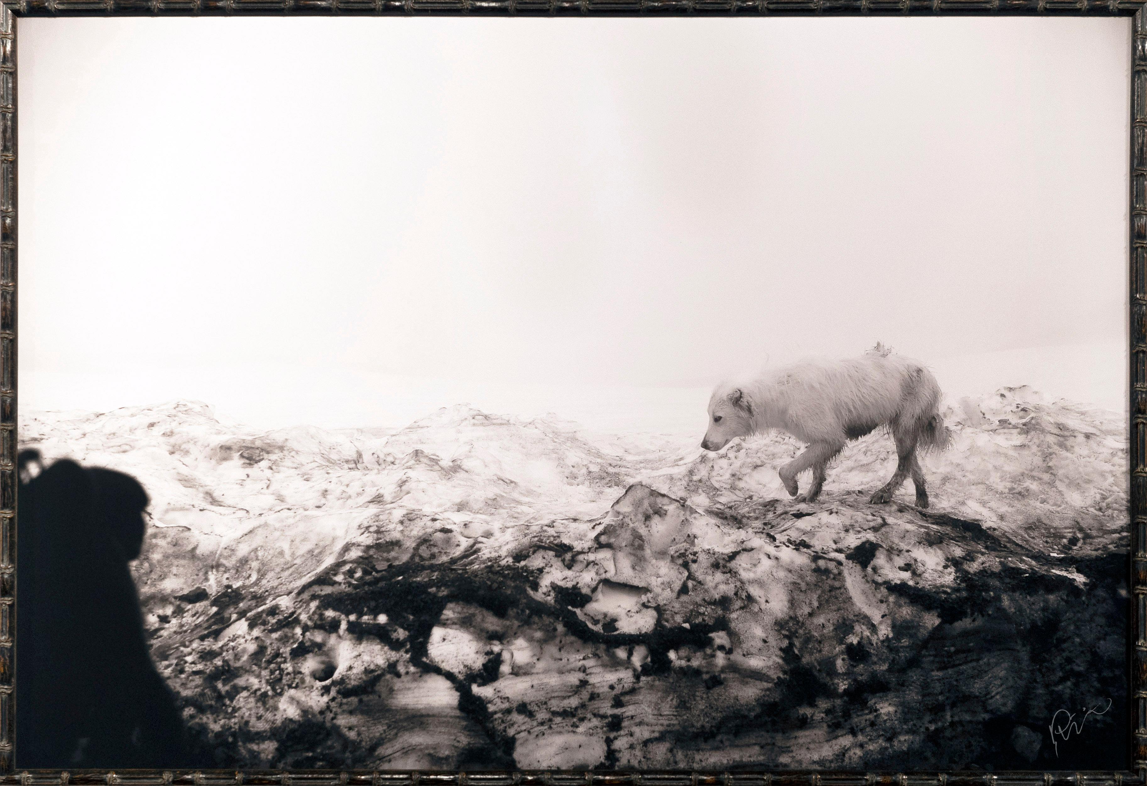 Philip Holsinger Figurative Photograph - Ice-Covered Guardian Dog on Glacier (1/10)