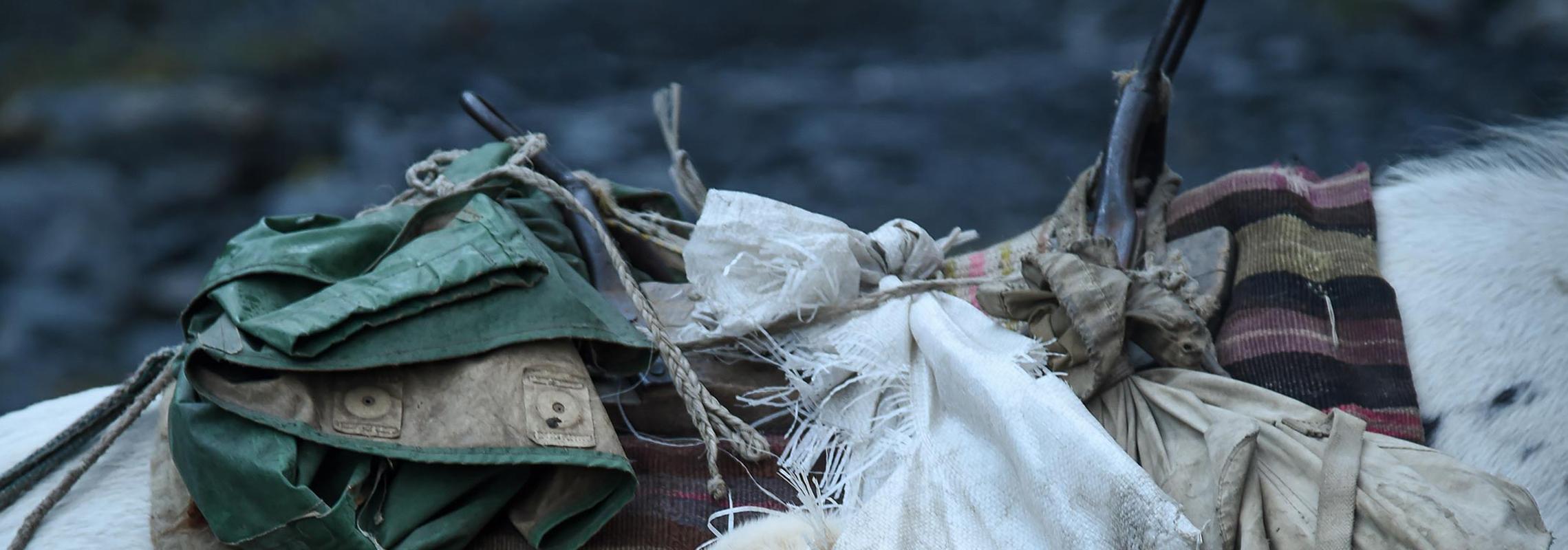 Sopo se prepara para la cumbre de la migración otoñal (2/10) - Photograph de Philip Holsinger