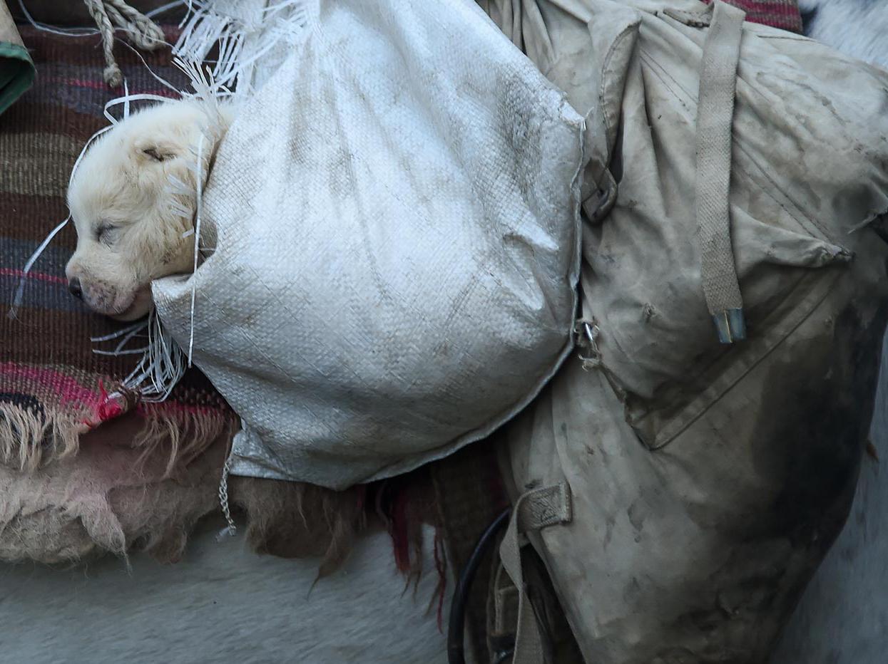 Sopo se prepara para la cumbre de la migración otoñal (2/10) - Photograph Contemporáneo de Philip Holsinger
